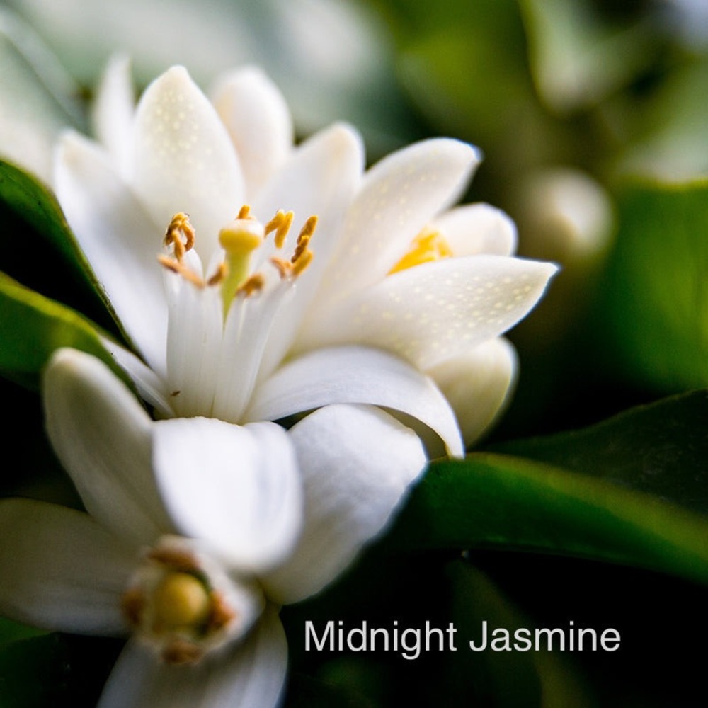 Midnight Jasmine  | Scented Candle | Wooden Wick - Picture 4 of 4